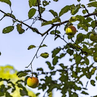 Naturnahes Wohnumfeld