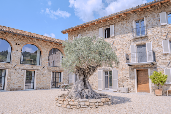 An impressive old olive tree as the centerpiece of the courtyard