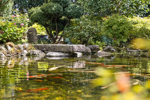 Koi-Karpfen im Teich