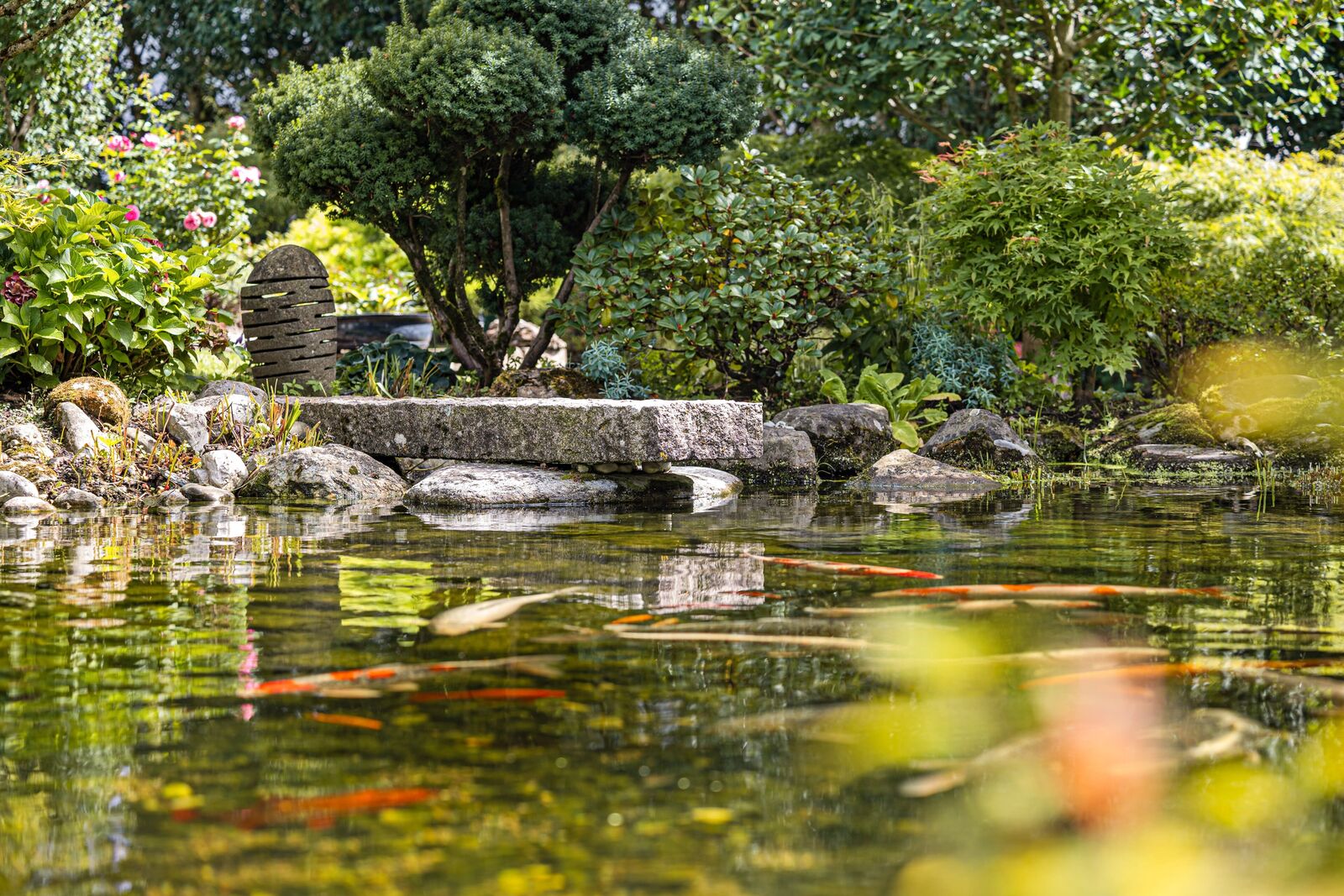 Koi-Karpfen im Teich