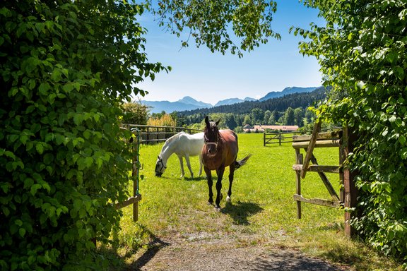 Wohlfühlen für Tier und Mensch