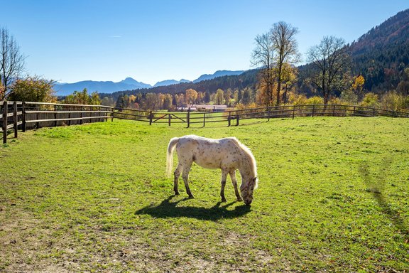 Plenty of space for horses
