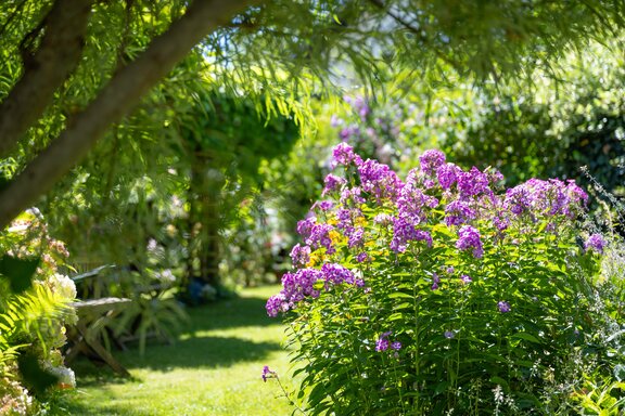 blooming garden