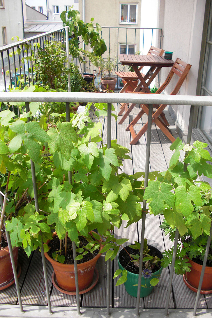 Balkon