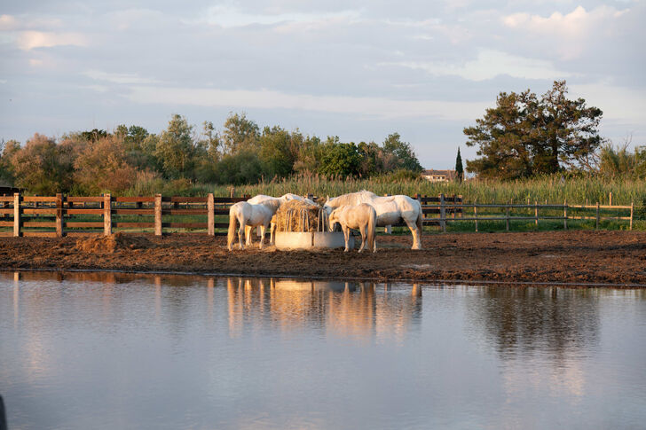 Die Pferde der Camargue