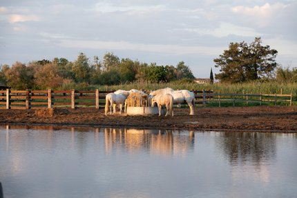 Die Pferde der Camargue