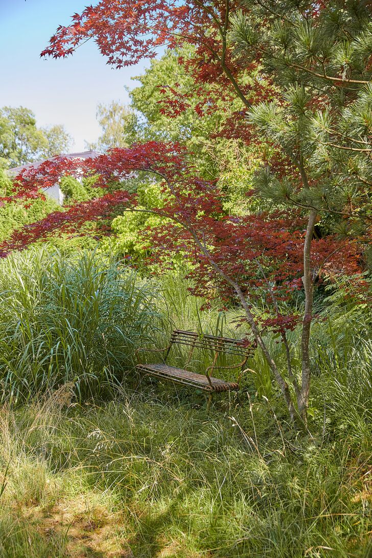 An Idyll Under a Japanese Maple