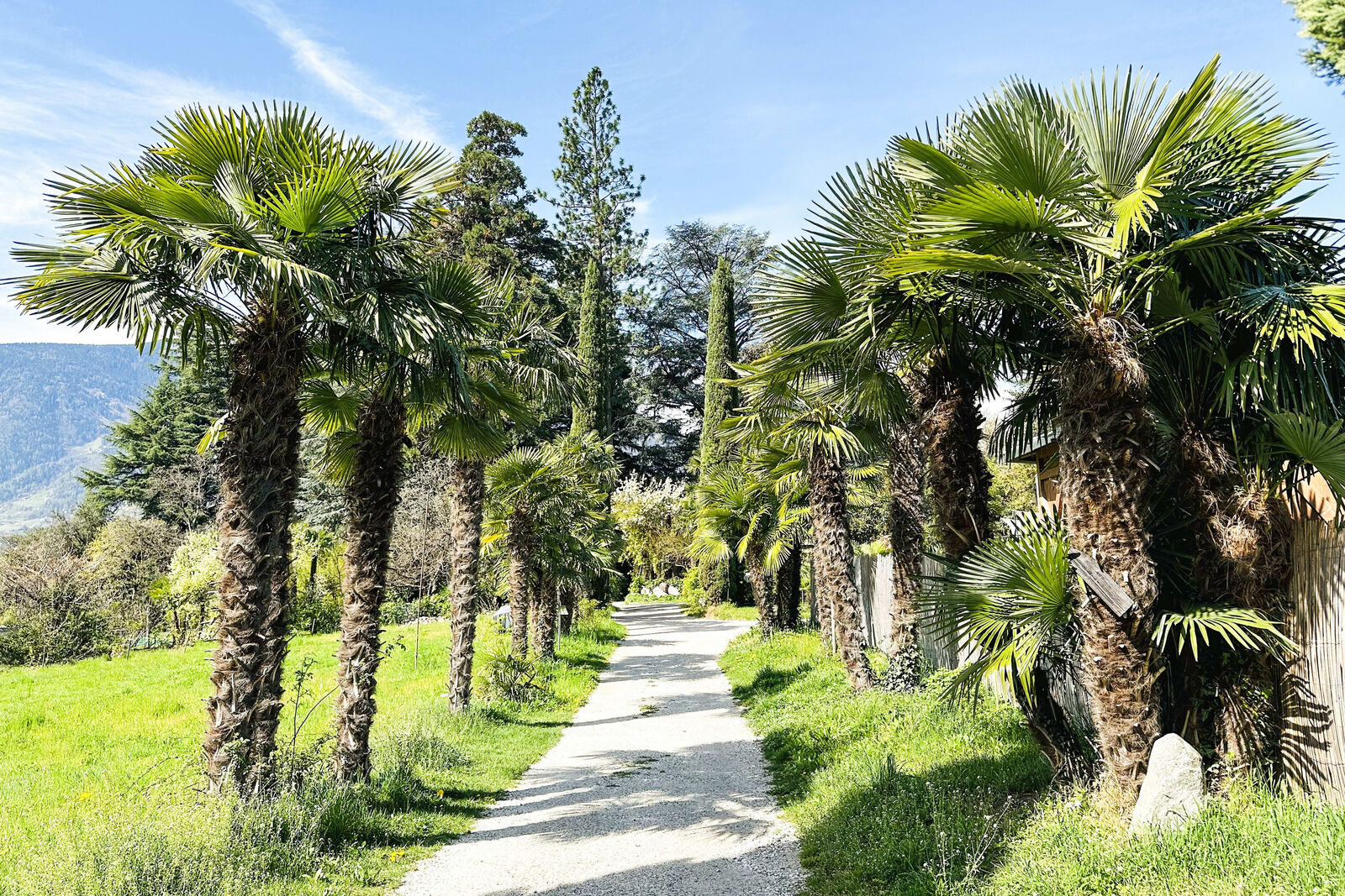 Auffahrt mit Palmenallee