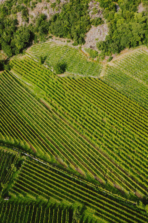 Die Weinberge aus der Vogelperspektive