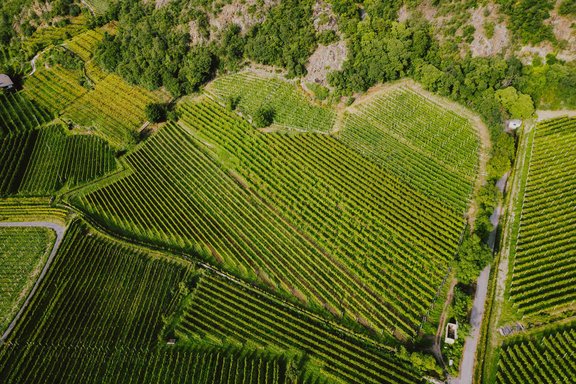 Die Weinberge aus der Vogelperspektive