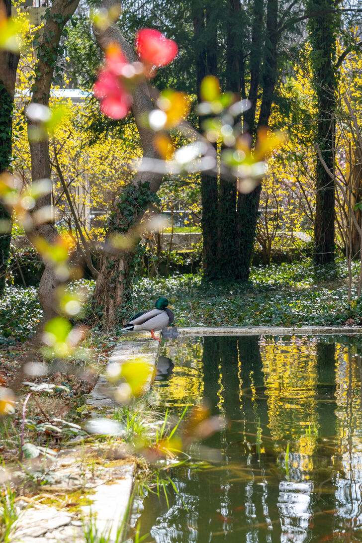 Idyllischer Garten