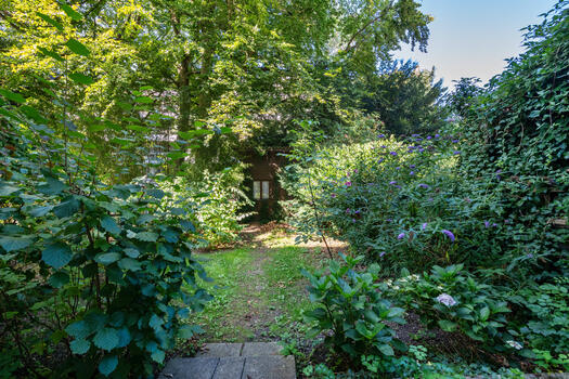 Overgrown garden