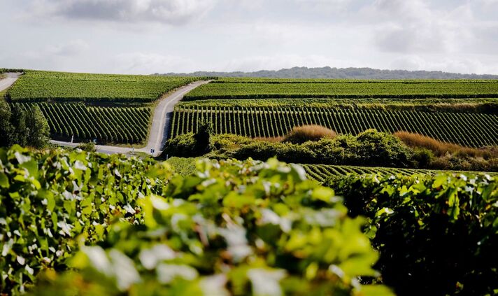 Sanft gewellte Rebzeilen einer Weinbaulandschaft bis zum Horizont, im Vordergrund belaubte Rebstöcke.