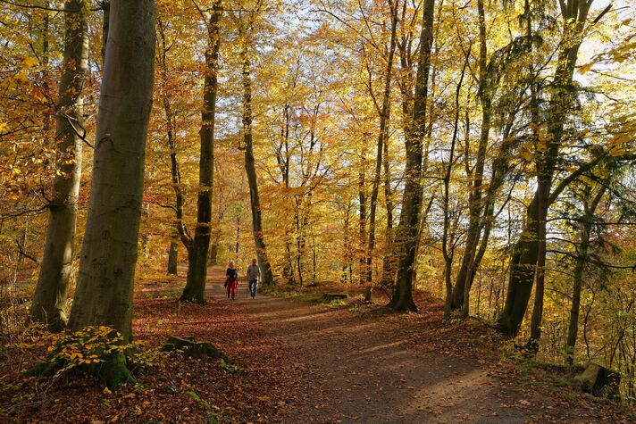 Two walkers on a forest path between tall beech trees whose leaves have turned yellow and orange.