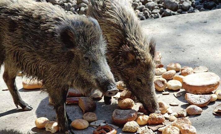 Two wild boar with lowered heads search for food among pale pebbles, a stone embankment in the background.