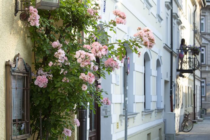 Rosa blühende Kletterrosen ranken an einer hellblau getönten Altbaufassade neben Fenstern mit weißen Sprossen und einer Wandlaterne.