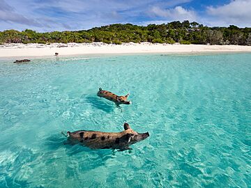 Pigs swimming in turquoise-blue water off a white sandy beach